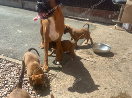 Beautiful boxer puppies