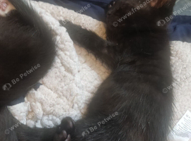 Bengal tortoise shell babies