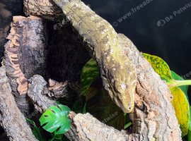 CB25 Female Pine Island Leachianus gecko