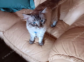 Male Ragdoll for sale .
