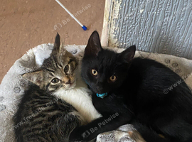 Two kittens