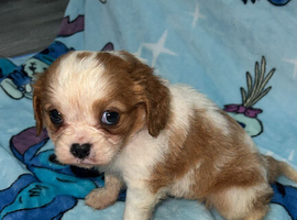 Cavalier puppy