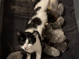 Ragdoll x dsh READY NOW