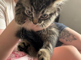 Kittens ready now