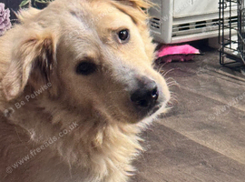 Gorgeous Rolo