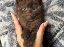 RARE COLOURS SCOTTISH FOLD KITTENS!