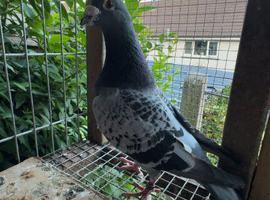 Racing pigeons for sale