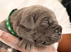 Beautiful Cane Corso Puppies &mdash; 4 Girls