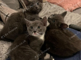 Russian blue cross ragdoll kittens