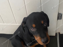 Rottweiler puppy