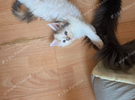 TICA REGISTERED STUNNING KITTENS