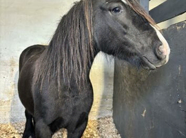 Bessie 12.3hh broodmare in foal to silver dapple