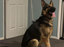 Black & Tan German Shepherd Dog Champion Blood Line.