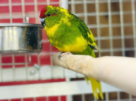 Kakariki parrots