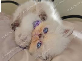 Stunning Pedigree Persian Kittens