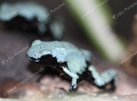 Blue Splashback Frog Babies