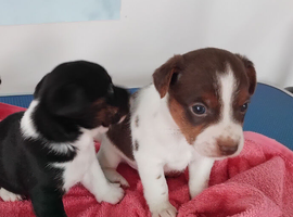 2 left Jack Russell puppies ready 15th July