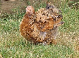 Pekin Bantam Pullets