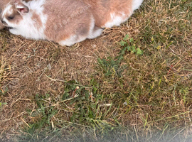 Male Rabbits