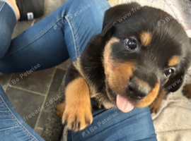 Rottweiler x