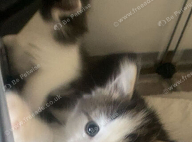 5 beautiful kittens