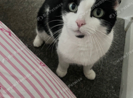 Black and white female