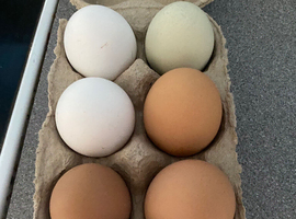 fertilized chicken  eggs