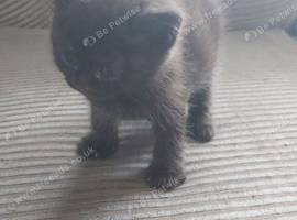 Male black bsh Cross kitten needs loving home