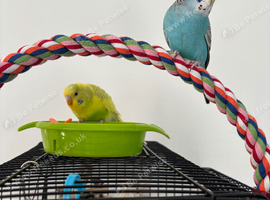 Budgie male and female