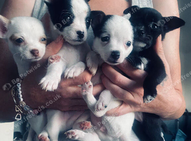 Puppies available soon