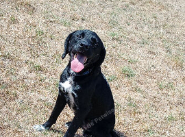 Springador male