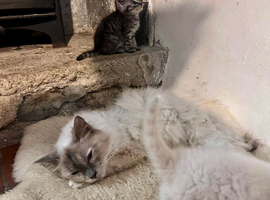 BEAUTIFUL Ragdoll X kittens