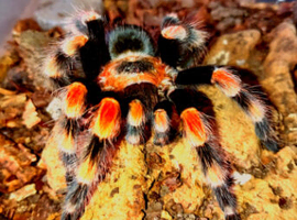 Brachypelma smithi Sub adult unsexed!