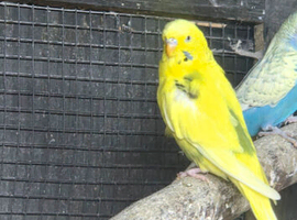 Budgies