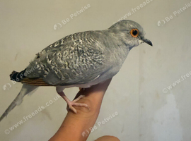 Silver Diamond Doves hatched this year