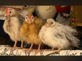 Adorable Silkied Serama hatching eggs