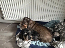 2 Dachshunds Free to good Home -Wirehaired Standard + Kaninchen Wirehaired Dachshunds