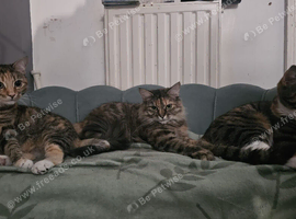 Free bengal cross cats to be rehomed