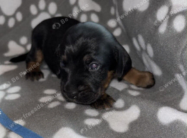 4 pups left of 6 , 13 days old cross