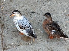 Call ducks female 2026 hatch