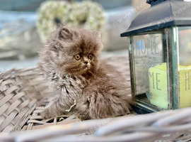 Adorable Persian kittens