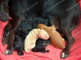 Jackapoo puppies
