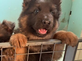 Blue and Tan shepherd puppies