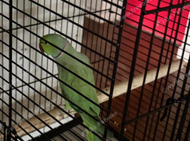 Indian ring neck parrot