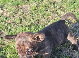 ADORABLE chihuahua X Boston terrier