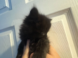 Beautiful kittens