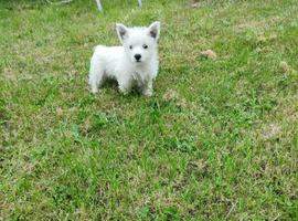West highland white terrier