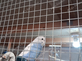 Baby budgies