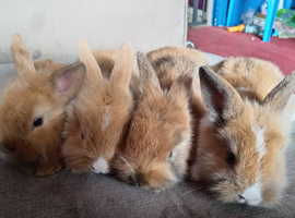 6 mini lion lops ready 5th july
