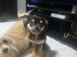 4 teacup chihuahua puppies